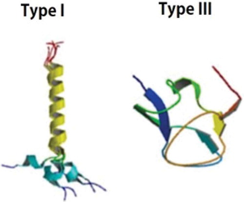 Figure 1. Difference in structure between antifreeze proteins type I and type III. This figure is copyrighted by CapicciottiCitation24