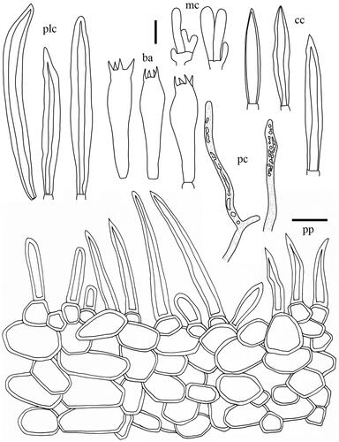 Figure 14. Microscopic features of Lactifluus longistipes sp. nov. All scale bars = 10 µm. Horizontal scale bars are for pileipellis and vertical scale bars are for other microscopic features.