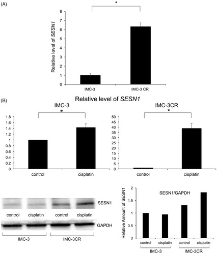 Figure 1. Expression of SESN1 in IMC-3 and IMC-3CR cells. The mRNA expression of SESN1 was analysed using real-time PCR without cisplatin treatment (A) and after cisplatin treatment (B, upper panel) in IMC-3 and IMC-3CR cells. Cells were treated with cisplatin (1 μg/ml) for 6 h. *p < .05. Error bars ± SD. The protein expression of SESN1 was analysed using Western blotting in IMC-3 and IMC-3CR cells (B, lower left panel). The blot density was quantified (B, lower right panel). Cells were treated with cisplatin (1 μg/ml) for 6 h. GAPDH is used as a loading control.