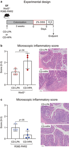 Figure 6. PAR2 cleavage-resistant mice colonized with CD-HPA are protected from colitis. (a) Germ-free (GF) Nod2−/− and R38E-PAR2 were colonized with feces from CD-LPA (n = 4 Nod2−/−; n = 3 R38E-PAR2) or CD-HPA (n = 3 Nod2−/−; n = 4 R38E-PAR2). Three weeks later, acute colitis was induced where mice received 2% DSS in drinking water for 5 days followed by 2 days of water. Colonic histological scores were determined using a modified pathological score,Citation21 and representative images of colonic mucosa sections stained with hematoxylin and eosin and examined at 20× magnification are shown for (b) Nod2−/- and (c) R38E-PAR2 mice. Statistical significance was determined by t-test between CD-LPA and CD-HPA within each strain of mice. Each dot represents one mouse.