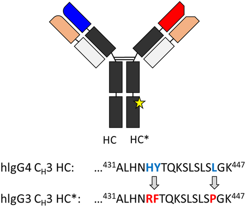 Figure 1. Schematic of the REGN bsAb format with site-specific substitutions at the Fc domain. The star represents the position of HY to RF substitutions in the three-dimensional structure of REGN bsAbs. EU numbering was used to label antibody sequences.