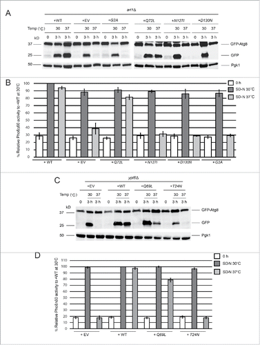 Figure 2. GTP-bound Arl1 or Ypt6 are able to suppress the autophagy defect of the arl1Δ or ypt6Δ strains at 37°C. (A) GFP-Atg8 degradation was recovered when the GTP-restricted form of Arl1 was expressed in the arl1Δ strain. WT Arl1, empty vector (YEp352), N-terminal myristoylation defective Arl1 (G2A), GTP-bound Arl1 (Q72L), GDP-bound Arl1 (N127I), or nucleotide-free Arl1 (D130N) were transformed into the arl1Δ strain. The GFP-Atg8 processing assay was performed. (B) Pho8Δ60 activity was recovered when the GTP-restricted form of Arl1 was expressed in the arl1Δ (YSA003) strain. Error bars represent standard deviation from 3 biological replicates. The samples were done in 3 technical replicates for each biological replicate. (C) GFP-Atg8 degradation was recovered when the GTP-bound form of Ypt6 was expressed. Empty vector (pRS316), WT, GTP-bound Ypt6 (Q69L) or GDP-bound Ypt6 (T24N) were transformed into the ypt6Δ strain. The GFP-Atg8 processing assay was performed. (D) Pho8Δ60 activity was recovered when the GTP-bound form of Ypt6 was expressed in the ypt6Δ strain (YSA004). Error bars represent standard deviation from 3 biological replicates. The samples were done in 3 technical replicates for each biological replicate. EV, empty vector.