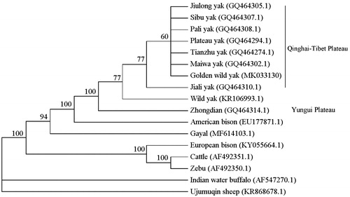 Figure 1. The NJ phylogenetic trees of the complete mitochondrial genome sequences.