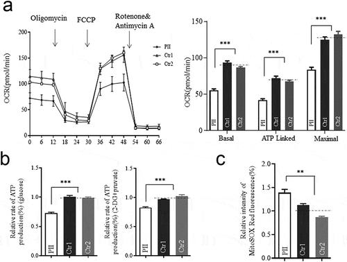 Figure 4. Mitochondrial function analysis. (a) The rates of oxygen consumption (OCR) in the various cell lines using different inhibitors. OCR were first measured on 1 × 105 cells of each cell line under basal conditions and then after the addition of oligomycin (1 μM), carbonyl cyanide p-(trifluoromethoxy) phenylhydrazone (FCCP) (0.5 μM), rotenone (1 μM) and antimycin A (1 μM) to determine different parameters of mitochondrial functions. Graphs presented the basal OCR, ATP-linked OCR, and the maximal OCR in cell lines. (b)Measurement of cellular and mitochondrial ATP levels using bioluminescence assay. Cells were incubated with 10 mM glucose or 5 mM 2-deoxy-D-glucose plus 5 mM pyruvate to determine ATP generation under cellular and mitochondrial ATP levels. Data are mean ± SD of quadruplication. (c) Measurement of mitochondrial ROS by BD-LSR II flow cytometer system using Mitochondrial Superoxide Indicator, MitoSOX Red. Data are mean ±SD of triplicates. *, P < .05; **, P < .01; ***, P < .001. ns, non-significantly