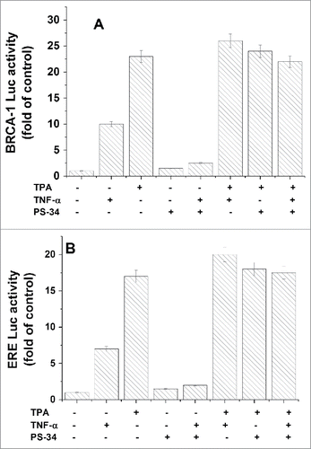 Figure 5. Examining of NFκB involvement in the TPA induced activation of BRCA1 and ERE. MCF-7 cells were transfected with BRCA1-Luc(A) or ERE-Luc (B) and treated with TPA in the presence or absence of 10 nM PS-34 (an inhibitor of NF-κ B activation). The treatment with PS-34 was at 2h post transfection up to the end of the experiment. Where indicated, cells were treated with 5ng/ml (TNF)-α, an inducer of NF-κ activation, at 6 h before harvesting the cells for analyzing the reporter expression. The presented results are an average of 3 repeated experiments ± SE.