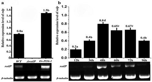 Fig. 6 Semi-quantitative reverse transcription PCR analysis of rolP genes in P. lilacinus. a, The expression levels of rolP in the WT, ΔrolP and Ov-pl36-1 strains at 48 h. b, The expression levels of rolP in the WT strain at different infection periods.