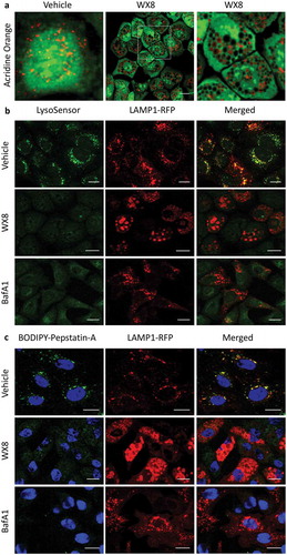 Figure 7. WX8 impaired lysosomal trafficking. U2OS cells were cultured for 4 h in the presence of either vehicle, 1 µM WX8 or 50 nM bafilomycin A1 (BafA1), and then live cells were stained as indicated according to the manufacturer’s instructions and viewed immediately by confocal microscopy. (a) Cells were stained with acridine orange by seeding them into chambered tissue culture slides, adding either vehicle or WX8 the following day and then culturing for 4 h before medium was removed, cells washed once with PBS, then covered with 1 mg/ml acridine orange in PBS and imaged by confocal microscopy at 40X. (b) Cells that had been transfected with LAMP1-RFP expression vector were then stained with LysoSensor Green DND-189 according to the manufacturer’s instructions. (c) Cells that had been transfected with LAMP1-RFP expression vector were then stained with BODIPY-FL-Pepstatin-A, and then fixed 15 min later, according to the manufacturer’s instructions. Nuclei were stained with DAPI, and cells were visualized by confocal microscopy. Bars: 20 µm.