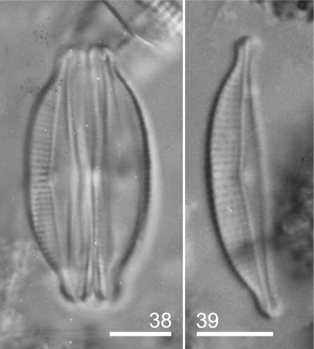 Figs 38–39. Amphora subturgida type material: LM. Fig. 38. Frustule in ventral view. Fig. 39. General appearance of the valve. Scale bars: 5 µm.