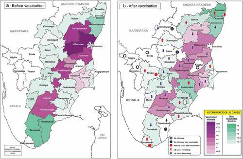 Figure 6. Occurrence of JE cases before and after SA 14-14-2 vaccination in Tamil Nadu, India. A. Before vaccination; B. After vaccination. Note the density of cases (violet) before and after vaccination in the first and second map respectively and declining of cases in all the vaccinated districts. In contrast, the density of cases (green) is increasing in many non vaccinated districts after the period of vaccination and in many districts new cases appeared and increasing.