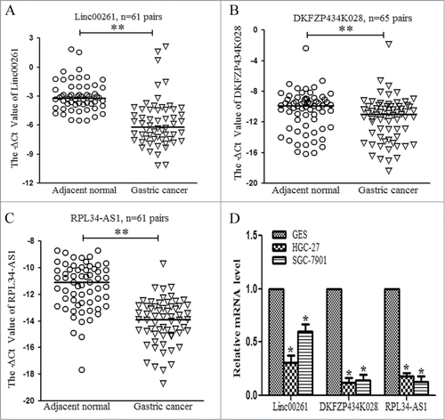 Figure 2. Validation of the aberrantly downregulated lncRNAs in paired gastric cancer tissues and cell lines. (A) The expression levels of Linc00261 were validated in 61 paired gastric cancer specimens with qRT-PCR. (B) The levels of DKFZP434K028 were detected in 65 paired gastric cancer tissues. (C) RPL34-AS1 expression levels were evaluated in 61 paired gastric cancer cohort. GAPDH was the internal control. The-ΔCt value was calculated by GAPDH Ct value subtracting lncRNA Ct value. (D) The levels of Linc00261, DKFZP434K028 and RPL34-AS1 in gastric cell lines. HGC-27 and SGC-7901 were two gastric cancer cell lines, and GES-1 was the normal gastric epithelial cell. The data were presented as the mean ±SD (n = 3), *P < 0.05, and ** P < 0.001.