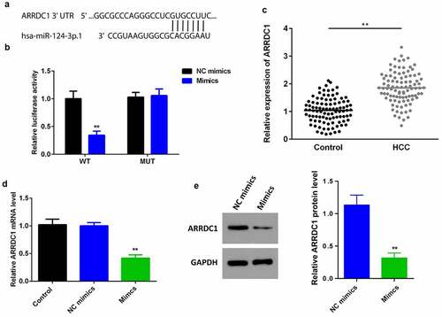 Figure 4. miR-124-3p directly targets ARRDC1.