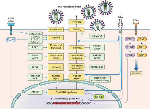 Figure 3. Pro-viral host factors and host signalling pathways important for influenza viral replication. Host factors and cellular signalling pathways are hijacked by the influenza virus to promote viral replication at different steps of the viral life cycle. Host factors are listed inside light green boxes next to the specific step of viral replication. Receptor tyrosine kinases (EGFR, c-Met, TrkA) on plasma membranes are activated by influenza viral infection and function to promote viral replication. EGFR, c-Met, and PLC-γ1 enhance viral uptake. TrkA signalling is important for several steps of the viral life cycle: viral RNA synthesis, vRNP nuclear export, and viral budding and release. NF-κB signalling enhances viral RNA synthesis and induces the expression of proinflammatory genes. PI3K/Akt and Raf/MEK/ERK pathways also strongly increase viral replication.