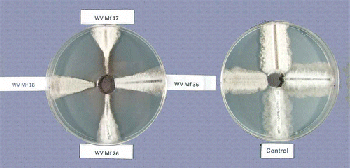 Fig. 1. Inhibition of growth of Monilinia fructicola isolates on PDA amended with fenbuconazole deposited by spiral gradient dilution (left) and a control dish without fungicide (right). The concentration of the fungicide decreases toward the edge of the dish (see text for details).