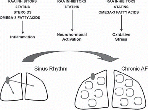 Figure 6. Putative molecular effects of upstream therapies for atrial fibrillation. RAA = renin-angiotensin-aldosterone.