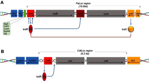 Figure 2 Schematic representation of the toxin genes and regulatory proteins. (A) Pathogenicity locus (PaLoc) region containing the following genes: tcdR, tcdB, tcdE, tcdC and tcdA. The arrows indicate the direction of transcription. TcdC negatively regulates AB toxin expression. Other regulators Sigma D (SigD), the nutritional repressor CodY (known as GTP-sensing transcriptional pleiotropic repressor CodY), catabolite control protein A (CcpA), Stage 0 sporulation protein A (Spo0A) and quorum sensing (QS)) that affect toxin gene transcription (boxed) mostly act via expression of the tcdR gene. (B) Schematic of the binary toxin locus (CdtLoc) and flanking regions with regulatory interactions. CtdR positively regulates the transcription of cdtA and cdtB. CtdR also regulates the production of AB toxins in various 027 strains but not in ribotypes 078 and 012.