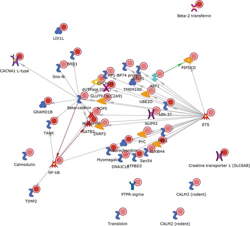 Figure 14. A Metacore ‘direct interactions’ network using the list of 50 gene names where both differential methylation and differential expression was induced by talc in the presence of oestrogen