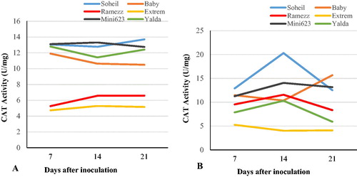 Figure 4. Trends of changes in catalase (CAT) activity in the six cucumber genotypes after inoculation with P. melonis. Uninoculated (control) genotypes (A) vs. inoculated genotypes (B) from day 7 to day 21.