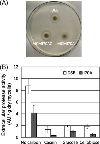 Fig. 1. Protease production in the parental strain D6B and the mcmA mutant.