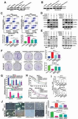 Figure 7. PIK3C3 and ATG12 contribute to SH3BGRL-mediated Dox resistance. (A,B) Immunoblots of PIK3C3 (A) and ATG12 (B) in indicated cells. ACTB served as the loading control. (C) Flow cytometry analysis of the indicated MCF-7 series cells. 10 nM or 20 nM Dox was used to treat MCF-7 or MDA-MB-453 cells for 12 h or 24 h, respectively. The left panel shows the staining of ANXA5-FITC and PI. The right panel is the quantification of apoptotic cells. (D) Immunoblots of the indicated autophagy markers in MCF-7-SH3BGRL overexpression cells with either ATG12 or PIK3C3 knockdown, or in MDA-MB-453-SH3BGRL knockdown cells with either ATG12 or PIK3C3 forced expression. (E) Immunoblots of SQSTM1 and the cleaved CASP3 in the above cells in (C). MCF-7 cells were treated with 10 nM Dox for 12 h, and MDA-MB-453 cells with 20 nM Dox for 24 h. (F) Representative images of colonies formed by indicated cells with10 nM or 20 nM Dox treatment. The right panel shows the quantification of colony formation. Colonies with more than 60 cells were scored. (G) Statistical SQSTM1 and the cleaved CASP3 expression by three independent experiments. 10 nM Dox was used for MCF-7 cells, and 20 nM for MDA-MB-453 cells. (H) Cell viability analysis of indicated cells under treatment with Dox at various concentrations, combined with or without CQ for 24 h. (I) IC50 of the indicated cells under treatment as in (D). (J) Representative images of soft agar colonies of the indicated cells after treatments with10 nM or 20 nM Dox treatment for 48 h (Left panel). Quantification of soft agar colony is shown in the right panel. Colonies (larger than 0.1 mm diameter) were quantified after 18 days of culture. Significant differences are shown as *P < 0.05, **P < 0.01, ***P < 0.001, ****P < 0.0001, and n.s means no significance.