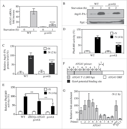 Figure 6. Gcn4 activates the transcription of ATG41 during nitrogen starvation. (A) The mRNA level of ATG41 in the wild-type (WT; WLY176) and gcn4Δ (ZYY122) strains was measured by RT-qPCR. Samples were collected in both growing (YPD) and starvation (SD-N) conditions. Error bars represent the SD of 3 independent experiments. The result was examined by 2-way analysis of variance (ANOVA). p values derived from the Sidak post test are reported for the comparison between wild type and mutant. ****, p < 0 .0001. (B) The Atg41-PA level of WT (ZYY108) and gcn4Δ (ZYY123) strains was analyzed by western blot. Pgk1 served as a loading control. (C) Quantitative analysis of the protein levels from the samples in (B). The protein level in the WT strain in starvation conditions was set to 100% and other samples were normalized. Error bars indicate the SD of 3 independent experiments. The result is examined by ANOVA. p values derived from the Sidak post test are reported for the comparison between wild type and mutant. ****, p < 0 .0001. (D) Pho8Δ60 assay for the WT and gcn4Δ strains. Cells were starved in SD-N. Error bars indicate the SD of 3 independent experiments. (E) Pho8Δ60 assay for the WT, ZEO1p-ATG41 gcn4Δ (ZYY127) and gcn4Δ strains. Cells were starved in SD-N. Error bars indicate the SD of 3 independent experiments. The result is examined by ANOVA. p values derived from the Sidak post test are reported for the comparison between ZYY127 and 2 other strains. **, p < 0 . 01. (F) Schematic picture showing the regions of the ATG41 5′ UTR covered by the indicated primers for analysis by ChIP; “1” corresponds to the ATG41–1 primer pair, etc. Gcn4 potential binding sites are shown as black lines. (G) RT-qPCR analysis of ChIP samples of the GCN4-PA strain (ZYY124). Numbers correspond to the primers illustrated in (F). The values were normalized to the positive control HIS5 (set to 100%). The error bars indicate the SD of 3 independent experiments.