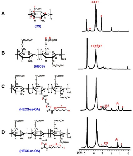 Figure 1 Structure and 1H NMR spectrum of CS (A), HECS (B), HECA-ss-OA (C) and HECS-cc-OA (D). a, b, c, etc indicated the attribution of spectral peaks to protons from the structural units of conjugates.Abbreviations: CS, chitosan; HECS, hydroxyethyl chitosan; HECS-cc-OA, redox-insensitive O, N-hydroxyethyl chitosan−octylamine conjugates; HECS-ss-OA, redox-sensitive O, N-hydroxyethyl chitosan−octylamine conjugates; NMR, nuclear magnetic resonance.