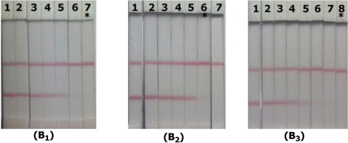 Figure 7. Application of strip device in bovine milk samples: (B1) LFLX detection; (B2) NRFX detection; and (B3) ENX detection. Spiked amounts: 1 = 0 ng/ml, 2 = 0.1 ng/ml, 3 = 0.25 ng/ml, 4 = 0.5 ng/ml, 5 = 1.0 ng/ml, 6 = 2.5 ng/ml, 7 = 5.0 ng/ml, and 8= 10.0 ng/ml. *The visual cutoff value.