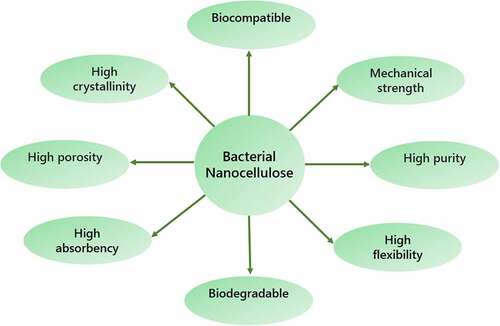 Figure 1. Characteristics of bacterial nanocellulose