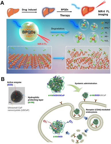 Figure 9 Carbon-based nanozymes for ALI alleviation. (A) Schematic illustration of NIR-II fluorescent biodegradable black phosphorus quantum dots (BPQDs) for precise acute liver injury imaging and therapy. Ge X, Su L, Yang L, et al. NIR-II fluorescent biodegradable nanoprobes for precise acute kidney/liver injury imaging and therapy. Anal Chem. 2021;93:13893–13903. Copyright © 2021 American Chemical Society.Citation116 (B) Schematic illustration of targeted cellular delivery of robust d-HA/SOD/USCaP enzyme nanoparticles for the treatment of drug-induced liver injury. Reprinted from Acta Biomater, 81, Lee MS, Kim NW, Lee JE, et al. Targeted cellular delivery of robust enzyme nanoparticles for the treatment of drug-induced hepatotoxicity and liver injury. 231–241, Copyright 2018, with permission from Elsevier.Citation117