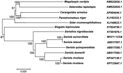 Figure 1. Phylogenetic tree of ML analyses based on complete mitochondrial amino acid sequences of S. aureovittata. The pentagram stands for the species studied in this work.