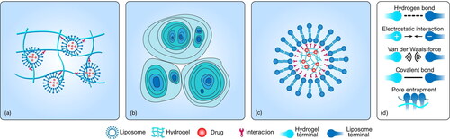 Figure 1. Types of LP–Gel hybrids and the interactions between the liposomes and hydrogels. (a) The incorporation of liposomes into hydrogel substrates via hydrogen bonds, van der Waals forces, electrostatic interactions, covalent binding, or pore entrapment. (b) Liposomes gelation to generate hydrogels via the electrostatic repulsive forces between bilayers. (c) Embedding of hydrogels into the core of liposomes via Coulombic attraction, covalent binding, or spontaneous phospholipidation of the gel. (d) Schematic diagram of each force.