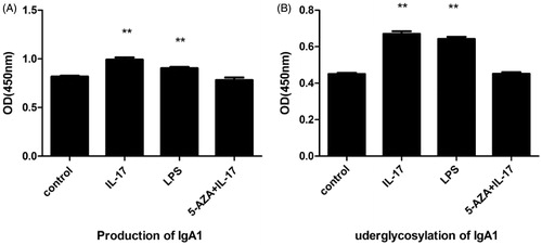Figure 3. IL-17 and LPS increased the production and underglycosylation of IgA1 in DAKIKI cells. Cells were stimulated with 160 ng/mL of IL-17, while stimulated with 12.5 μg/mL of LPS served as a positive control and 1.0 μmol/L of 5-AZA +160 ng/mL of IL-17 or control as a negative control. (A) IL-17 significantly increased the production of IgA1, compared with negative control, and the effect was stronger than that of LPS. (B) IL-17 obviously promoted the underglycosylation of IgA1, compared with negative control, although the effect was stronger than that of LPS. *p < .05, compared with the control; **p < .01, compared with the control.
