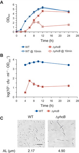 Figure 9. Growth defects of yhcB deletion cells. (a) Growth of yhcB deletion strain. Vulnerability to lysis was assessed by comparing OD600 values right after and 10 min after cells were diluted 1:100 with fresh medium. WT, wild type strain. ΔyhcB, yhcB deletion strain. (b) Viability of yhcB deletion cells was assessed by measuring cfu per OD600 of cells. The cfu values are represented in log scale on the y-axis. (c) Cell morphology and average cell length of yhcB deletion cells were analyzed as in Figure 2(c). AL, average length. Scale bar: 10 μm.