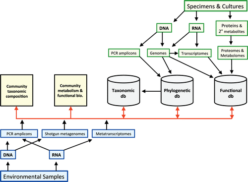 Fig. 1. Conceptual diagram of Sequence-Based Classification and Identification (SBCI) in fungi. The upper part of the figure shows traditional mycological data streams originating with cultures and collections (green boxes), whereas the lower part indicates environmental molecular sampling (blue boxes). SBCI is included in the integrating middle layer (red arrows), with outputs including synthetic understanding of community composition and functional biology and contributions to taxonomic and functional databases. Metadata not indicated in the diagram include temporal and geographic information or host information, which could contribute to fields such as ecological niche modeling, biogeography, and epidemiology. Metaproteomics and non-molecular aspects of functional biology (e.g. morphology and development) are also not shown, but could be integrated into SBCI and used to predict phenotypic properties of species detected with environmental sequences.