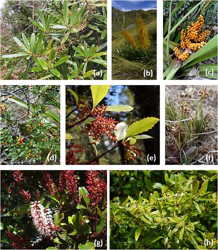 Figure 6. Key examples of sexual systems in New Zealand angiosperms. A, Myrsine salicina (Myrsinaceae). Gender dimorphism is rich among fleshy-fruited, subcanopy tree species. B, Aciphylla colensoi (Apiaceae). Gender dimorphism in herbaceous species is strongly concentrated in two genera, namely Aciphylla and Astelia. C, Astelia fragrans (Asteliaceae). D, Fuscospora cliffortioides (Nothofagaceae). Monoecy is uncommon in New Zealand woody plants, but is found in the five species of Nothofagaceae that dominate forest structure (48.4% of basal area nationally). E, Ascarina lucida (Chloranthaceae) is a rare example of a small monoecious tree. F, Carex decurtata (Cyperaceae). Monoecy is found in just 296 species but 66.7% of those are species of Carex. G, Pterophylla racemosa (Cunoniaceae) and H, Beilschmiedia tawa (Lauraceae). Tall and dominant forest species tend to be cosexual, and these two species contribute 20% of basal area nationally.