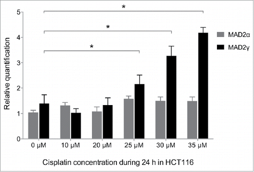 Figure 7. MAD2γ and MAD2α expression levels change in response to treatment with cisplatin. The colorectal cancer cell line HCT116 was exposed to different concentrations of cisplatin for 24 h. MAD2γ and MAD2α expression levels were then measured by quantitative real-time RT-PCR. The cells exhibited a significant increase in MAD2γ expression, especially when treated with concentrations close to the IC50 value (IC50 = 29 µM). In contrast, the expression of MAD2α did not significantly change.