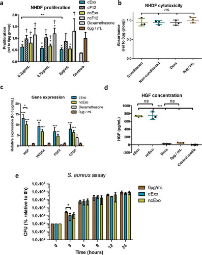 Figure 5. In vitro bioactivity. (a) The exosomes were tested in a 72-h proliferation assay. At 0.2 µg/mL, cExo, but not ncExo significantly reduced the proliferation of cells, to the same extent as dexamethasone. At higher concentrations the difference between the groups was less (n = 12 for EV groups, n = 4–8 for control groups, * indicates significance difference to 0 µg/mL, † indicates significant difference to dexamethasone group). (b) Neither of the exosome groups nor dexamethasone showed any significant cytotoxicity (72 h with high density seeding, 2 µg/mL). (c) The gene expression of several wound-healing related genes was up-regulated after exposure to both types of exosomes. In general, cExo induced the expression more strongly than ncExo, but this was only significant for HGF. Dexamethasone suppressed the expression for all factors except for CTGF. (d) Stimulation with both groups of exosomes (2 µg/mL) led to an extensive increase of HGF-secretion from fibroblasts. (e) cExo had a small suppressive effect on S. aureus at the 3-h time point (2 µg/mL).