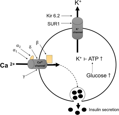 Figure 6 Mechanism of insulin secretion by the KATP channel in pancreatic β-cells. SUR1 and Kir6.2 proteins in the KATP channel mediate insulin secretion.