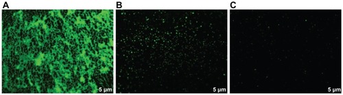 Figure 3 Inhibition of Streptococcus mutans biofilm detected by fluorescence microscopy.Notes: S. mutans culture without any inhibitor was used as growing control and chlorhexidine 0.12% as a positive inhibition control. Zerovalent bismuth nanoparticles were used at a final concentration of 2 mM.