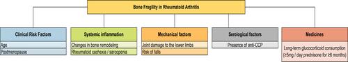 Figure 3 Factors influencing bone fragility in patients with RA.