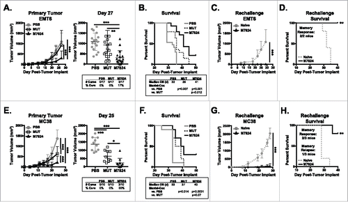 Figure 3. M7824 has anti-tumor efficacy against murine EMT6 breast and MC38 colon tumors. (A, B) EMT6 tumor cells were implanted as in Figure 1 and mice were treated at days 9, 11, and 13. Tumor volumes were measured and survival was tracked. (A) Primary tumor growth curves (left panel) and tumor volumes of individual animals (right panel, inset: number of cured mice) show mean ± SD. (B) Survival curves (inset: median overall survival (OS) in days) show % survival. (C, D) At least 1 month after tumor cure (day 94), cured mice and 5 naïve Balb/c were implanted with EMT6 tumor cells. (C) Tumor growth curves show mean ± SD. (D) Survival curves (inset shows # of mice with memory response) show % survival. Data are representative of 3 independent experiments, n = 10-20 mice. (E, F) 5 × 105 MC38 tumor cells were implanted into female C57BL/6 mice and treated at days 9, 11, and 13. (E) Primary tumor growth curves (left panel) and tumor volumes of individual animals (right panel, inset: number of cured mice) show mean ± SD. (F) Survival curves (inset: median OS in days) show % survival. (G, H) At least 1 month after tumor cure (day 72), cured mice and 5 naïve C57BL/6 were implanted with MC38 tumor cells. (G) Tumor growth curves show mean ± SD. (H) Survival curves (inset: # of mice with memory response or relapse) show % survival. Data are representative of 2 independent experiments, n = 10 mice.