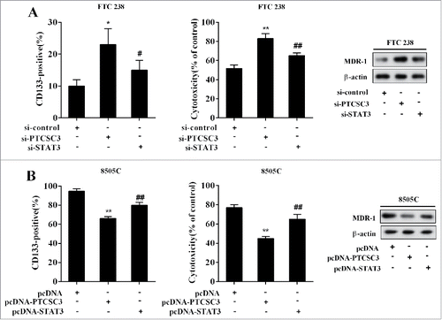 Figure 7. LncRNA PTCSC3 suppressed stem cells characteristics and drug resistance of ATC. (A) The positive expression rate of CD133 was analyzed by flow cytometry. *P < 0.05 vs. si-control; #P < 0.05 vs. si-PTCSC3; The cytotoxicity of DOX to FTC238 was detected by MTT assay. **P < 0.01 vs. si-control; ##P < 0.01 vs. si-PTCSC3; the levels of MDR-1 was analyzed by western blot. (B) The positive expression rate of CD133 was analyzed by flow cytometry. **P < 0.01 vs. pcDNA; ##P < 0.01 vs. pcDNA-PTCSC3; The cytotoxicity of DOX to FTC238 was detected by MTT assay. **P < 0.01 vs. pcDNA; ##P < 0.01 vs. pcDNA-PTCSC3; the levels of MDR-1 was analyzed by western blot.