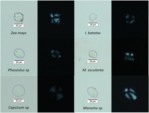 Figure 4. Representative micrographs of six recurrently identified taxa.