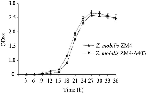 Fig. 4. Growth curve of ZM4-∆403 and ZM4 under normal growth conditions.