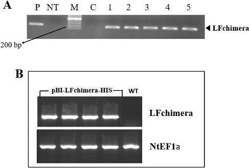Figure 2. Screening transgenic plants. (A) PCR amplification of a 197-bp fragment of LFchimera using DNA derived from N. tobacco plants; Lane M, Ruler 1-kb DNA Ladder Mix (Fermentas, Germany); Lanes 1–5, transgenic plant lines; lane P, positive control (A. tumefaciens culture); Lane C, PCR negative control (water); and Lane NT, non-transgenic plant line. (B) RT-PCR analysis of LFchimera in NT and transgenic plants. The NtEF1a gene was used as a control.