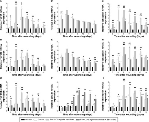 Figure 5 Expression of TGFβ1/Smad pathway at the gene level.Notes: (A) Significant upregulation of TGFβ1 gene expression in PVA/COS-AgNPs nanofiber group. (B, C, G–I) mRNA expression levels of TGFβRI, TGFβRII, collagen I, and collagen III showing similar results as TGFβ1. (D, E) Smad2 and Smad3 expression was upregulated in all three groups, with no statistically significant difference between the groups. (F) PVA/COS-AgNPs nanofiber plus SB431542 showed greatest upregulation of inhibitory Smad, Smad7. Values are mean ± standard deviation. *P<0.05 and **P<0.01 vs gauze group, #P<0.05 and ##P<0.01 vs PVA/COS-AgNPs nanofiber plus SB431542 group.Abbreviations: TGFβ1, transforming growth factor-β1; PVA, poly(vinyl alcohol); COS, chitosan oligosaccharide; AgNPs, silver nanoparticles.