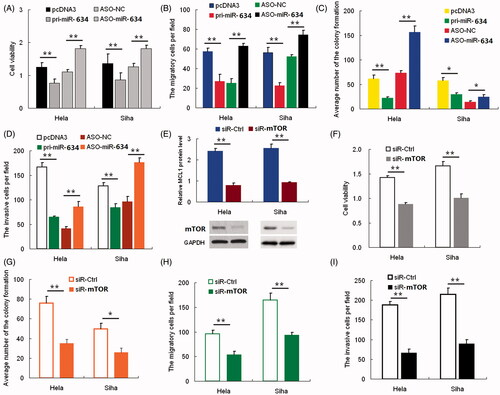 Figure 2. miR-634 represses cell proliferation and migration and invasiveness. Cervical cancer cells were transfected with either pri-miR-634 or ASO-miR-634. Cell viability was determined at 24, 48, and 72 h after seeding in 96-well plates using the CCK8 assay. (2A)the histogram shows the data at the time point of 48 h. All three data points showed a significant difference. (2B)cervical cancer cells were transfected with pri-miR-634 or ASO-miR-634 and then seeded in 12-well plates. For the colony formation assay, the cells were stained with 2% crystal violet solution, and a representative image is shown. (2C) and (2D) migration and invasion assays were performed with HeLa and SiHa cells transfected with either pri-miR-634 or ASO-miR-634. Representative images and randomly selected fields are shown. Knockdown of MTOR suppresses proliferation, migration, and invasiveness of cervical cancer cells. (2E), MTOR protein level was measured by Western blotting 48 h after transfection of siR-MTOR into HeLa and SiHa cells. GAPDH was used as loading/transfer control (Ctrl) and for normalization of values. (2F) Viability and proliferation of Hela and SiHa cells resulted from siR-mTOR with SiR as controls. (2G) Colony formation in HeLa and SiHa cells resulted from siR-mTOR with SiR as controls. (2H) Migration of Hela and SiHa cells resulted from siR-mTOR with SiR as controls. (2I) Invasive potential in HeLa and SiHa cells resulted from siR-mTOR with SiR as controls.(*, p < 0.05; **, p < 0.005).