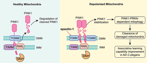 Figure 8. Schematic model for the positive regulatory role of spautin-1 in mitophagy.