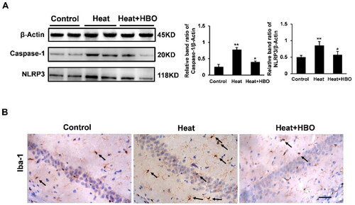 Figure 3. HBO inhibited the pyroptosis of hippocampal microglia in rats after heatstroke. (A) Western blot assays were performed to assess the caspase-1 and NLRP3 protein expression levels in the hippocampus of rats after heatstroke. Data are shown as mean ± SEM. *p < 0.05 versus the Control group; **p < 0.01 versus the Heat group, n = 6. (B) Immunohistochemical staining of Iba-1 of different groups. Black arrows point to Iba-1-positive microglia. Scale bars = 50 µm/400× visual field. HBO: hyperbaric oxygen.