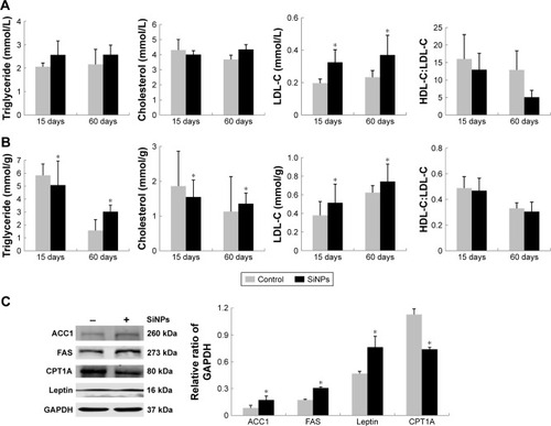 Figure 3 Effects of SiNPs on lipid levels in blood and liver of mice.Notes: Cholesterol, triglyceride, LDL-C, and HDL-C:LDL-C levels in blood (A) and liver (B) of mice. (C) Protein expression of lipogenesis markers (ACC1, FAS) and fattyacid β-oxidation marker (CPT1A, leptin) in mouse liver at day 60. Data expressed as mean ± SD (n=5). *P<0.05 compared with control.Abbreviations: SiNPs, silica nanoparticles; LDL-C, low-density lipoprotein-cholesterol; HDL-C, high density lipoprotein-cholesterol.