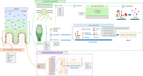 Figure 6. Summary figure of 35 markers measured in jejunum, ileum, cecum and colon. Markers involved in gut barrier function and mucins production, glycosylation and secretion measured by RT-qPCR. Markers are enclosed in small gray boxes. Green arrows indicate the ones that significantly increased due to the supplementation with oligofructose in the colon.